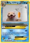 dog holding a