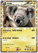 koala