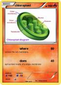 chloroplast