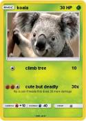 koala