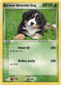 Bernese