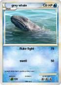 grey whale