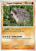 Pygmy Hedgehog