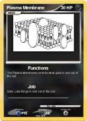 Plasma Membrane