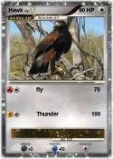 Hawk