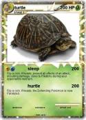 turtle