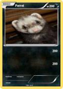 Ferret