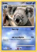 koala