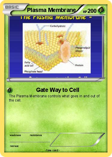Pokemon Plasma Membrane