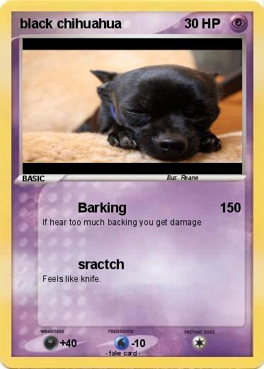 Pokemon black chihuahua