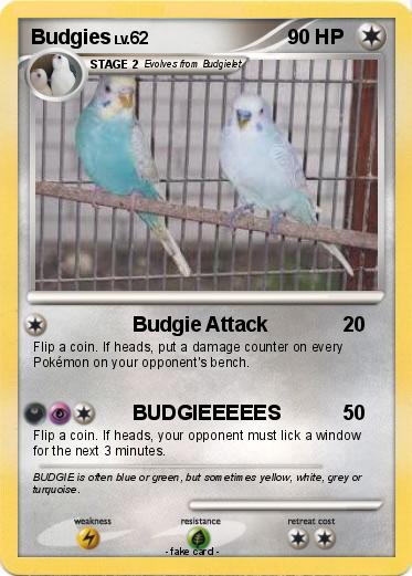 Pokemon Budgies