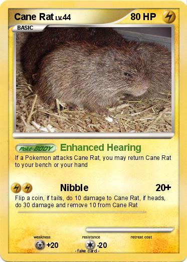 Pokemon Cane Rat