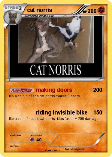 Pokemon cat norris