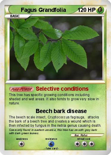 Pokemon Fagus Grandfolia