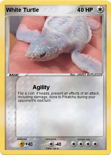 Pokemon White Turtle