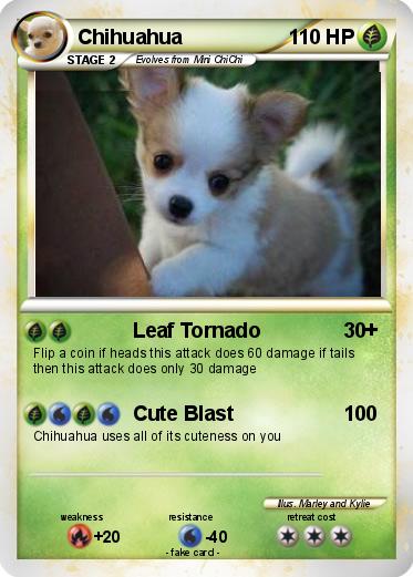 Pokemon Chihuahua