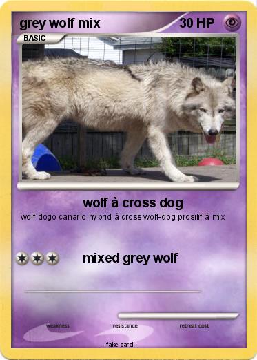 Pokemon grey wolf mix
