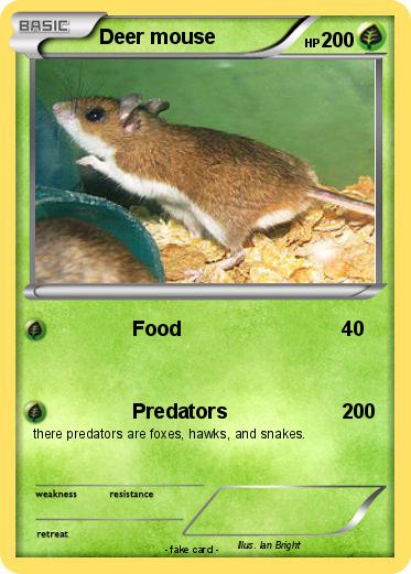 Pokemon Deer mouse