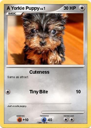 Pokemon A Yorkie Puppy