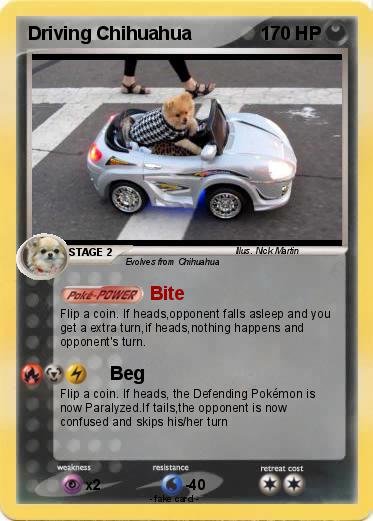 Pokemon Driving Chihuahua