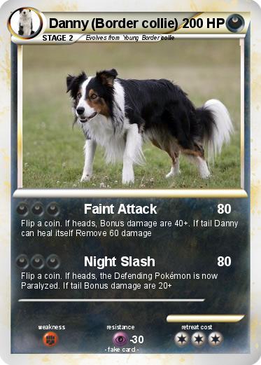 Pokemon Danny (Border collie)