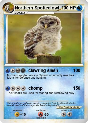 Pokemon Northern Spotted owl