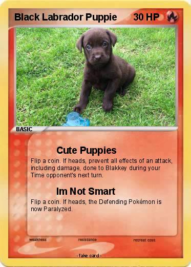 Pokemon Black Labrador Puppie