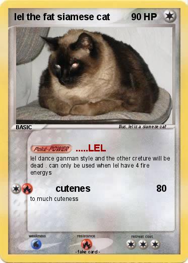 Pokemon lel the fat siamese cat