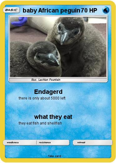 Pokemon baby African peguin