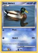 Duck Mallard