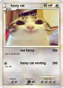 funny cat