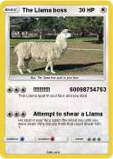 The Llama boss