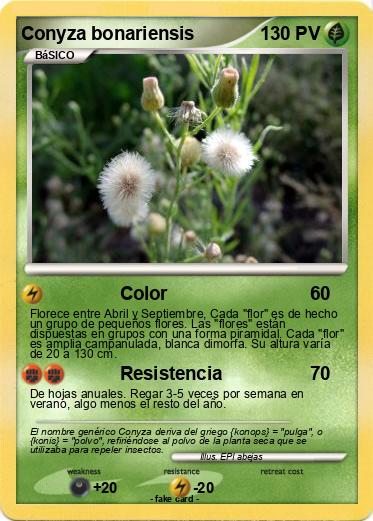 Pokemon Conyza bonariensis