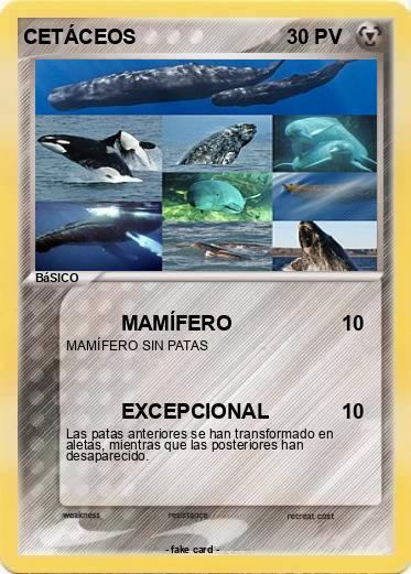 Pokemon CETÁCEOS