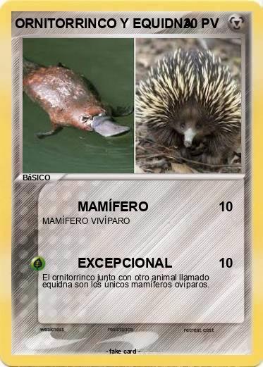 Pokemon ORNITORRINCO Y EQUIDNA