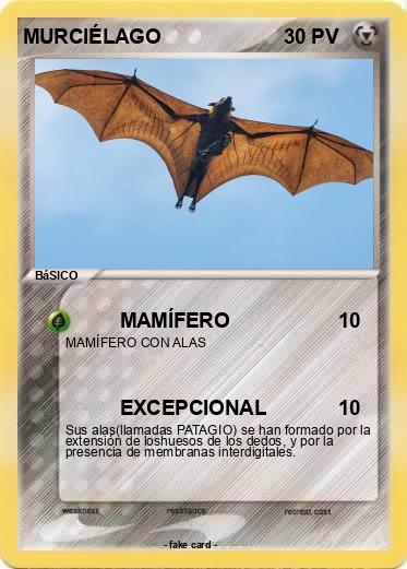 Pokemon MURCIÉLAGO