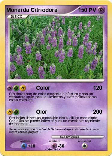 Pokemon Monarda Citriodora