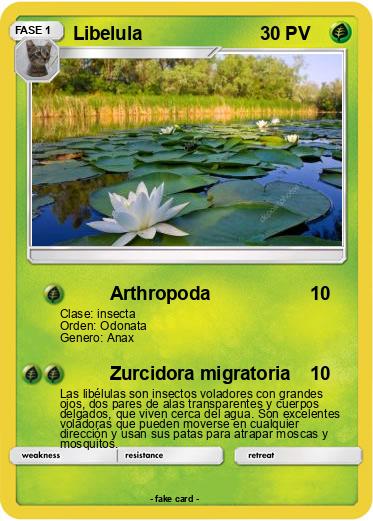 Pokemon Libelula