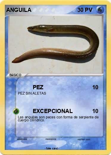 Pokemon ANGUILA
