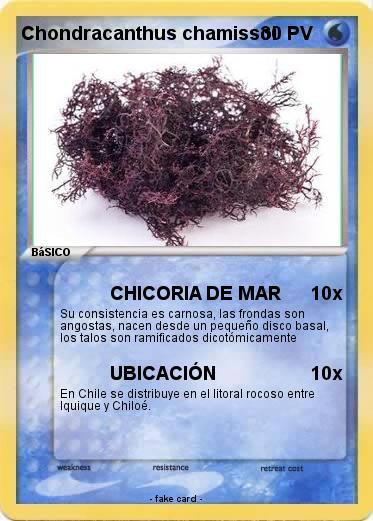 Pokemon Chondracanthus chamissoi
