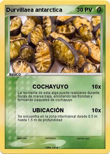 Pokemon Durvillaea antarctica