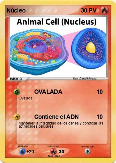 Pokemon Núcleo