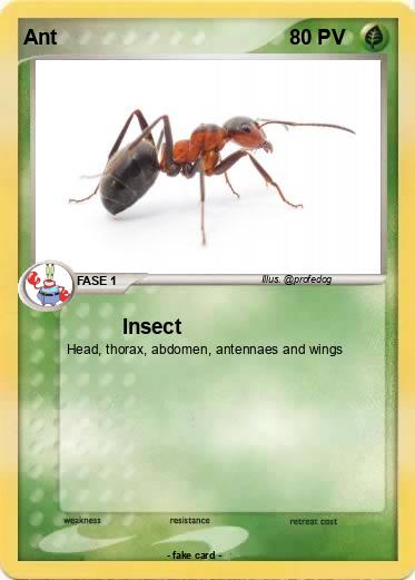 Pokemon Ant