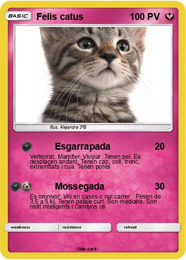Pokemon Felis catus
