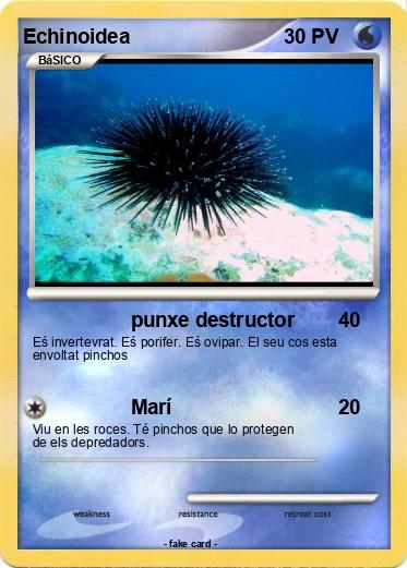 Pokemon Echinoidea