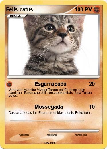 Pokemon Felis catus
