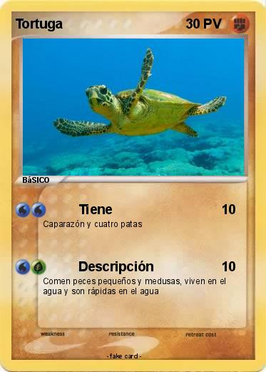 Pokemon Tortuga