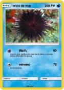 erizo de mar