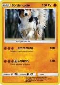 Border collie