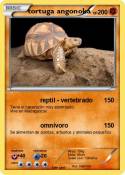 tortuga